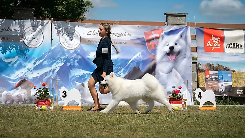 Samojed klub SK