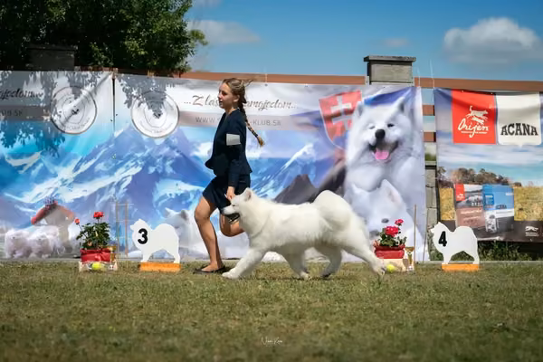 Samojed klub SK