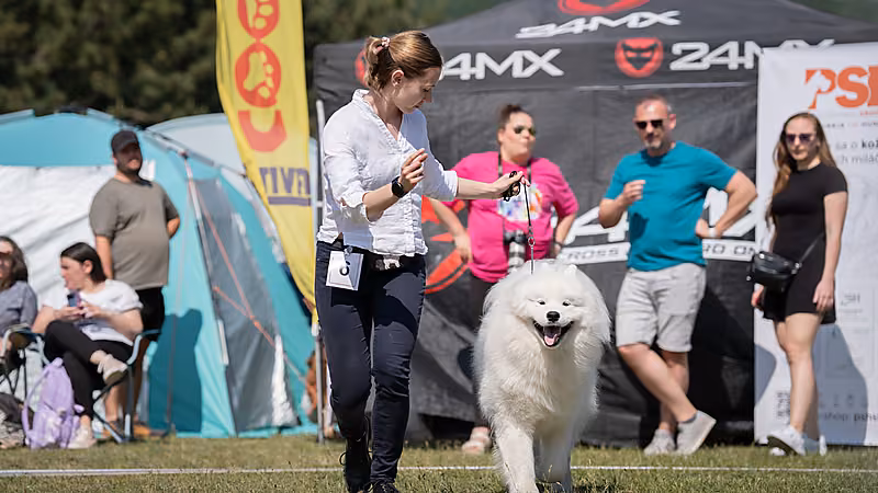 Samojed Klub SK