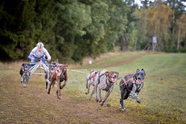 LOUKA 2026 | Český pohár ČASS — Louka - Neděle – Trasa