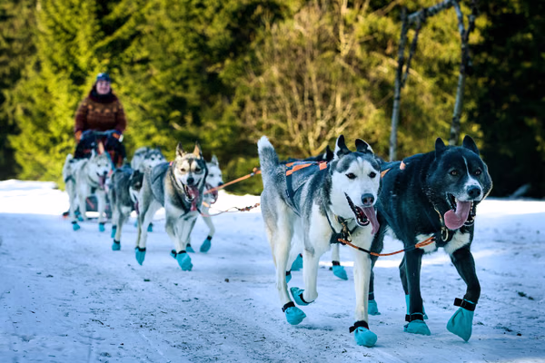 Šediváčkův Long – 24. ledna 2026