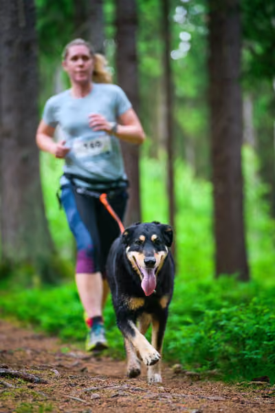 Krkonošský canicross - Jilemnice – 30. května 2026