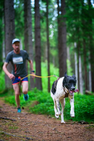 Krkonošský canicross - Jilemnice – 30. května 2026