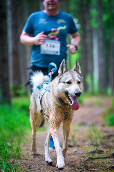 Krkonošský canicross - Jilemnice – 30. května 2026