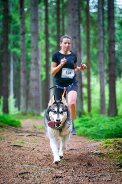 Krkonošský canicross - Jilemnice – 30. května 2026