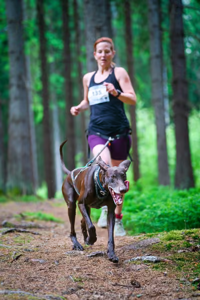 Krkonošský canicross - Jilemnice – 30. května 2026