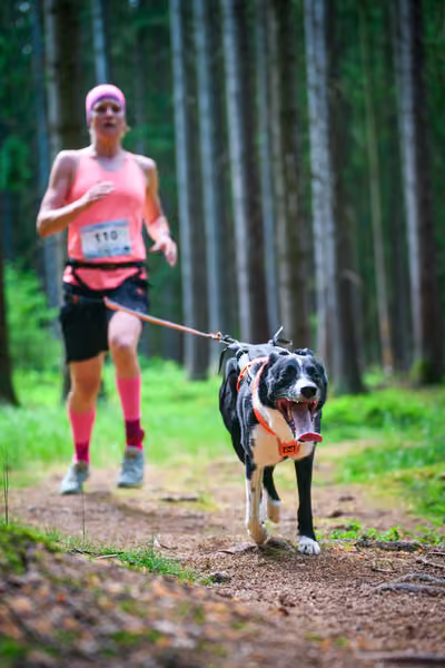 Krkonošský canicross - Jilemnice – 30. května 2026