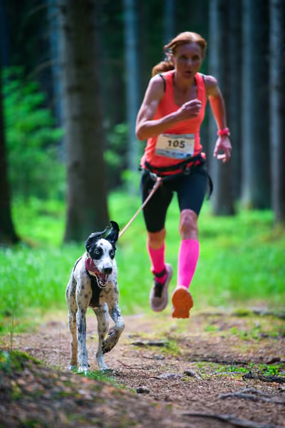 Krkonošský canicross - Jilemnice – 30. května 2026