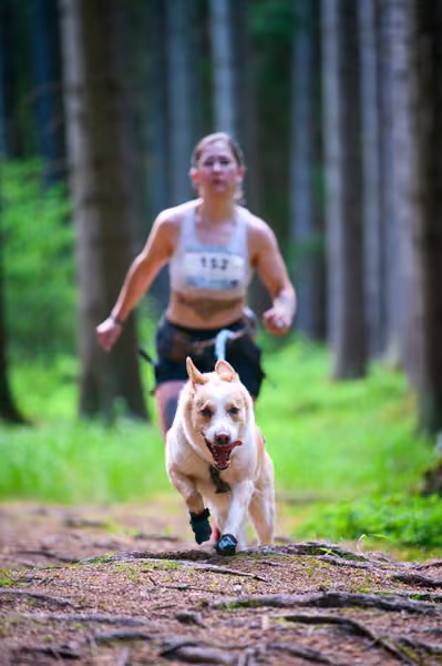 Krkonošský canicross - Jilemnice – 30. května 2026