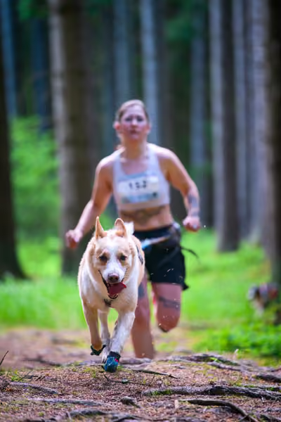 Krkonošský canicross - Jilemnice – 30. května 2026