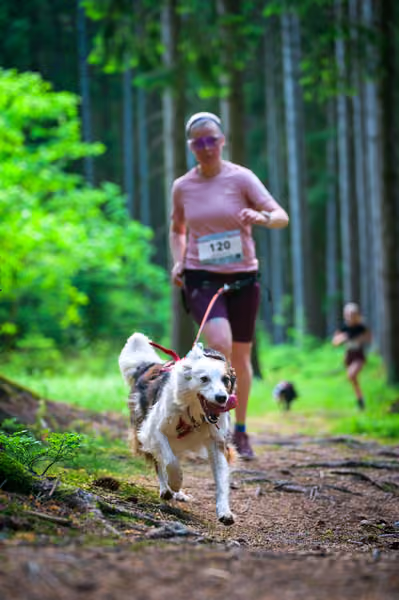 Krkonošský canicross - Jilemnice – 30. května 2026
