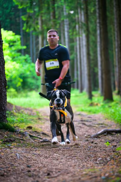 Krkonošský canicross - Jilemnice – 30. května 2026