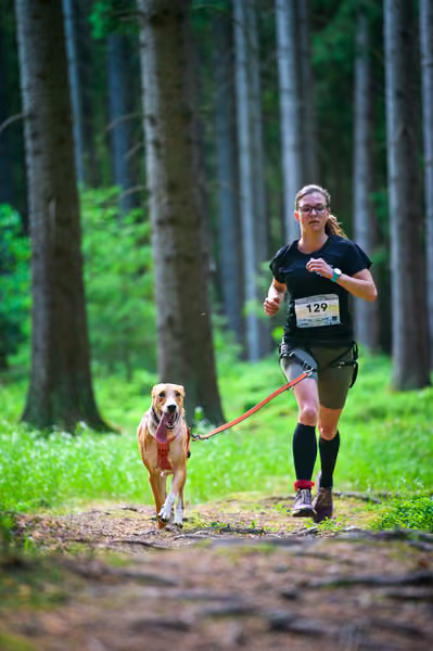 Krkonošský canicross - Jilemnice – 30. května 2026