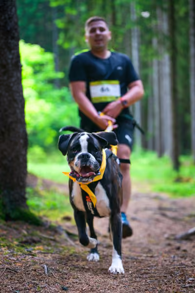 Krkonošský canicross - Jilemnice – 30. května 2026