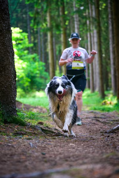Krkonošský canicross - Jilemnice – 30. května 2026