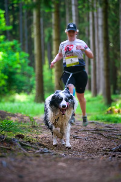 Krkonošský canicross - Jilemnice – 30. května 2026