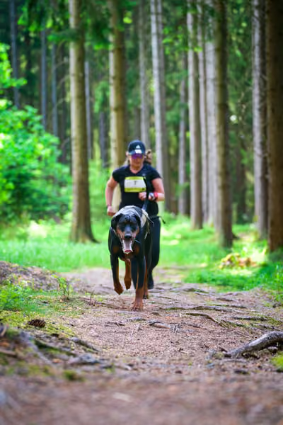 Krkonošský canicross - Jilemnice – 30. května 2026