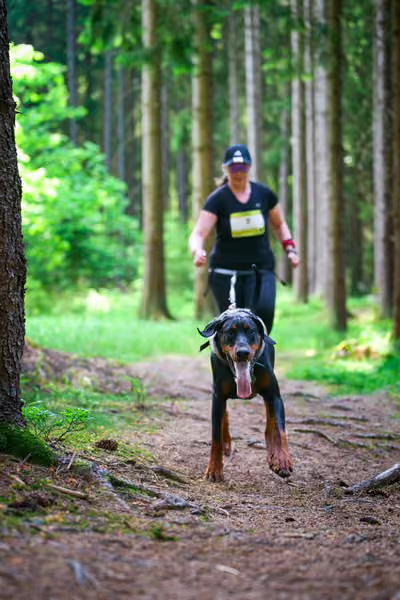 Krkonošský canicross - Jilemnice – 30. května 2026