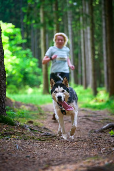 Krkonošský canicross - Jilemnice – 30. května 2026