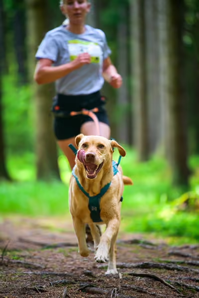 Krkonošský canicross - Jilemnice – 30. května 2026