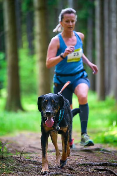 Krkonošský canicross - Jilemnice – 30. května 2026