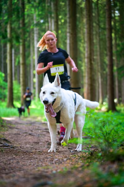 Krkonošský canicross - Jilemnice – 30. května 2026