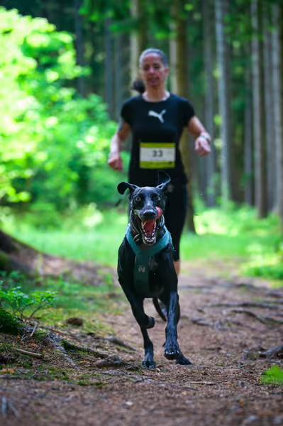 Krkonošský canicross - Jilemnice – 30. května 2026