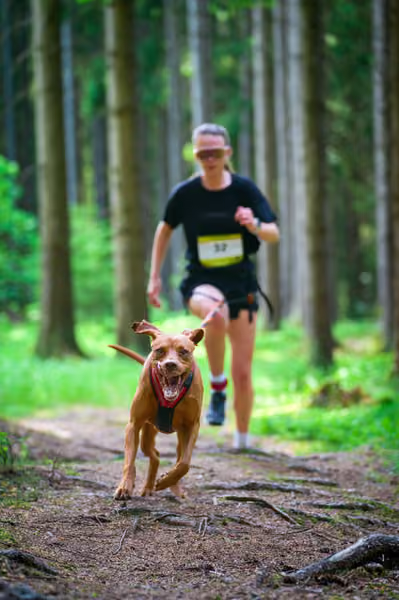 Krkonošský canicross - Jilemnice – 30. května 2026