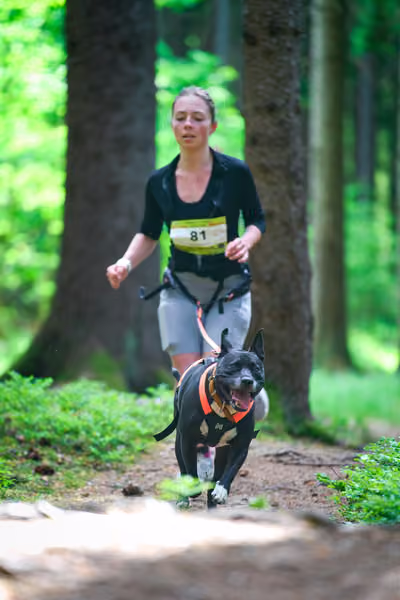 Krkonošský canicross - Jilemnice – 30. května 2026