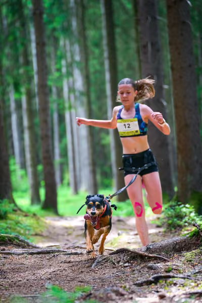 Krkonošský canicross - Jilemnice — JIL26-339