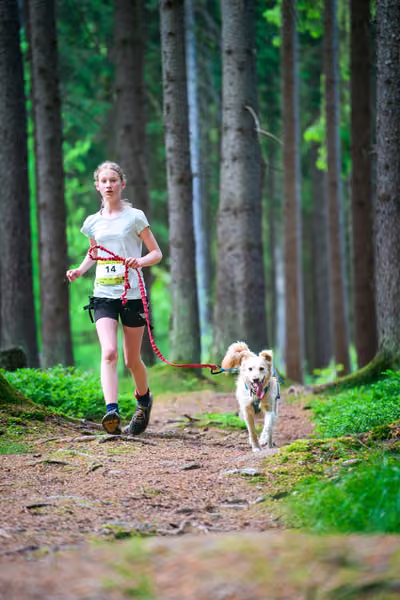 Krkonošský canicross - Jilemnice — JIL26-344