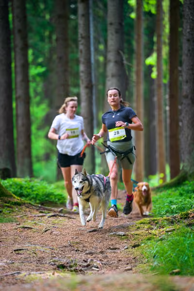 Krkonošský canicross - Jilemnice — JIL26-354