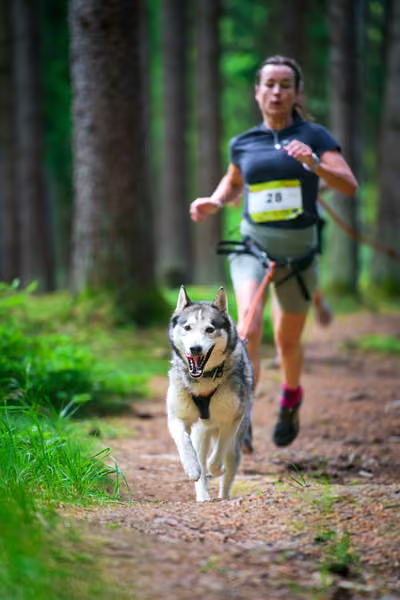 Krkonošský canicross - Jilemnice — JIL26-356