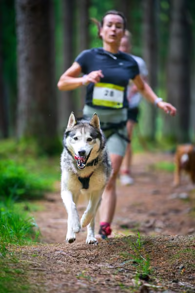 Krkonošský canicross - Jilemnice — JIL26-357