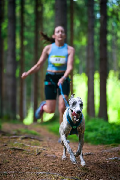 Krkonošský canicross - Jilemnice – 30. května 2026