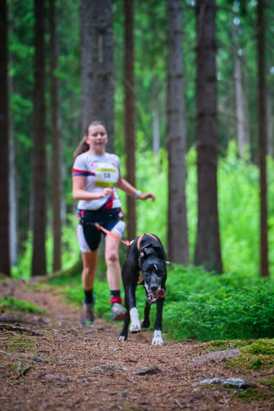 Krkonošský canicross - Jilemnice – 30. května 2026