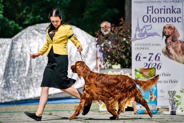 Krajská výstava psů Florinka — Florinka - Sobota – 6. června 2026