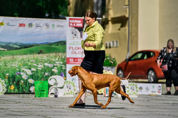 Krajská výstava psů Florinka — Florinka - Sobota – 6. června 2026