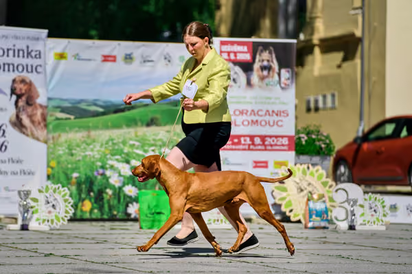 Krajská výstava psů Florinka — Florinka - Sobota – 6. června 2026