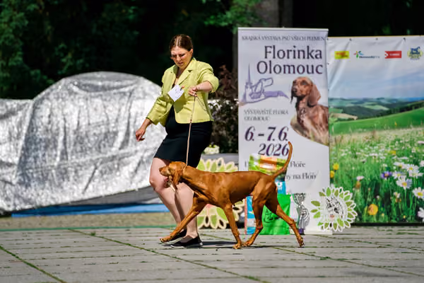 Krajská výstava psů Florinka — Florinka - Sobota – 6. června 2026