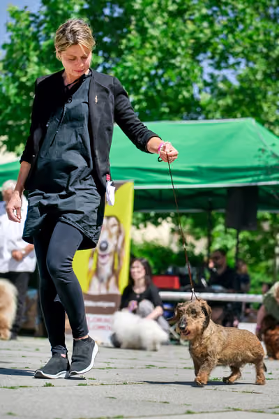 Krajská výstava psů Florinka — Florinka - Sobota – 6. června 2026