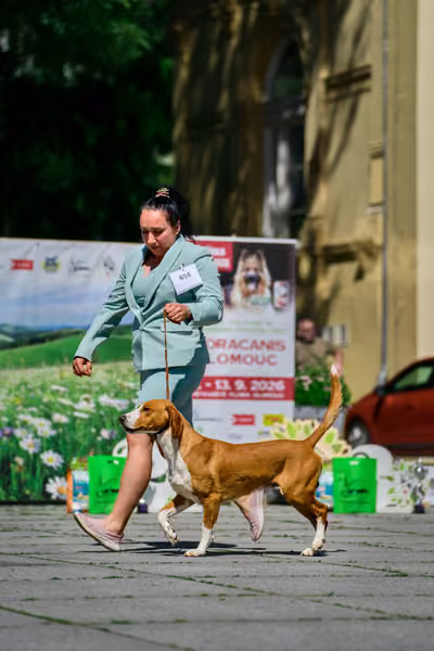Krajská výstava psů Florinka — Florinka - Sobota – 6. června 2026