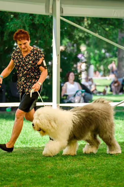 Krajská výstava psů Florinka — Florinka - Neděle – 7. června 2026