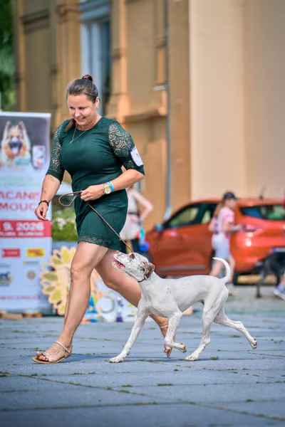 Krajská výstava psů Florinka — Florinka - Neděle – 7. června 2026
