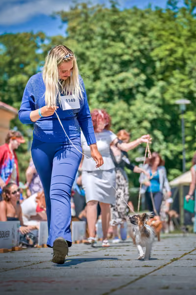 Krajská výstava psů Florinka — Florinka - Neděle – 7. června 2026