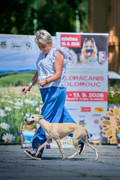Krajská výstava psů Florinka — Florinka - Neděle – 7. června 2026