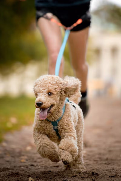CaniKačinaCross 2026 – 11. října 2026