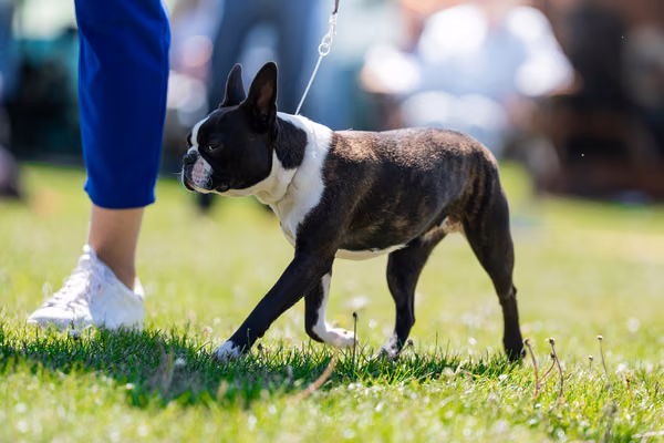 Krajská výstava psů Němčice u Kolína — DSC07914
