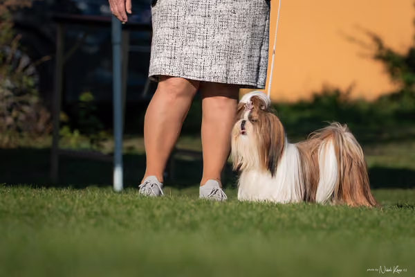 Krajská výstava všech plemen Němčice u Kolína – BIS