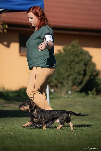 Krajská výstava všech plemen Němčice u Kolína – BIS